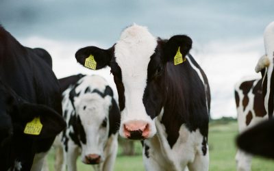 Calling all farmers: Is your slurry management limiting your nutrient strategy or storage capacity?